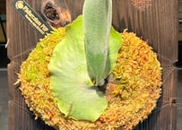 P.bifurcatum pup ①