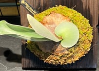 P.bifurcatum pup ②