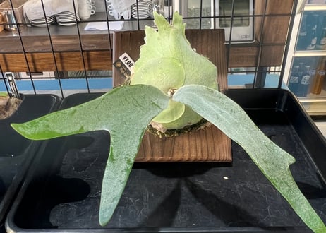 ビカクシダ Neguse pup CATEGORY ビカクシダ | RAINBOW PLANTS