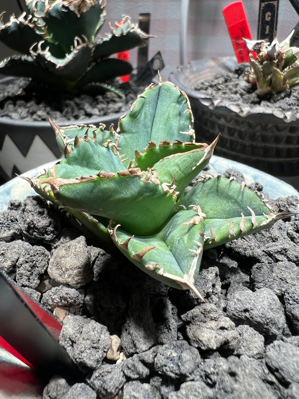 小株】 アガベ チタノタ 皇冠(クラウン)lize血統 | RAINBOW PLANTS 小株】 アガベ チタノタ 皇冠(クラウン)lize血統 | RAINBOW PLANTS