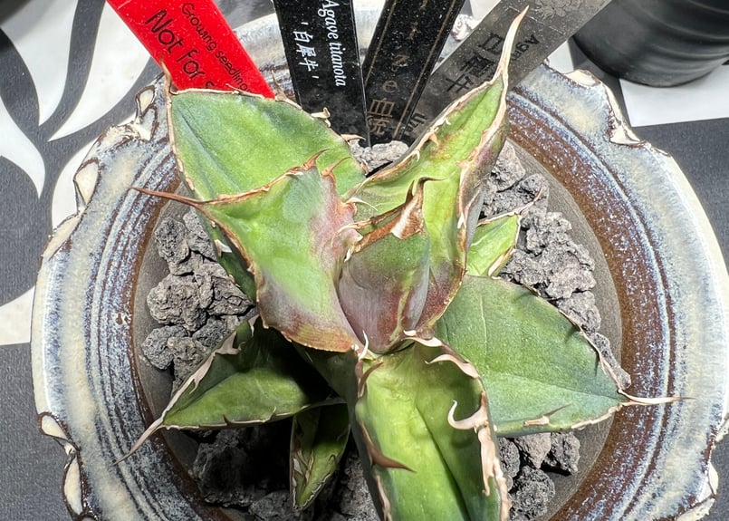 OUTLET小株】 アガベ チタノタ 白犀牛 N PLANTS産(lize血統株 OUTLET小株】 アガベ チタノタ 白犀牛 N PLANTS産(lize血統株