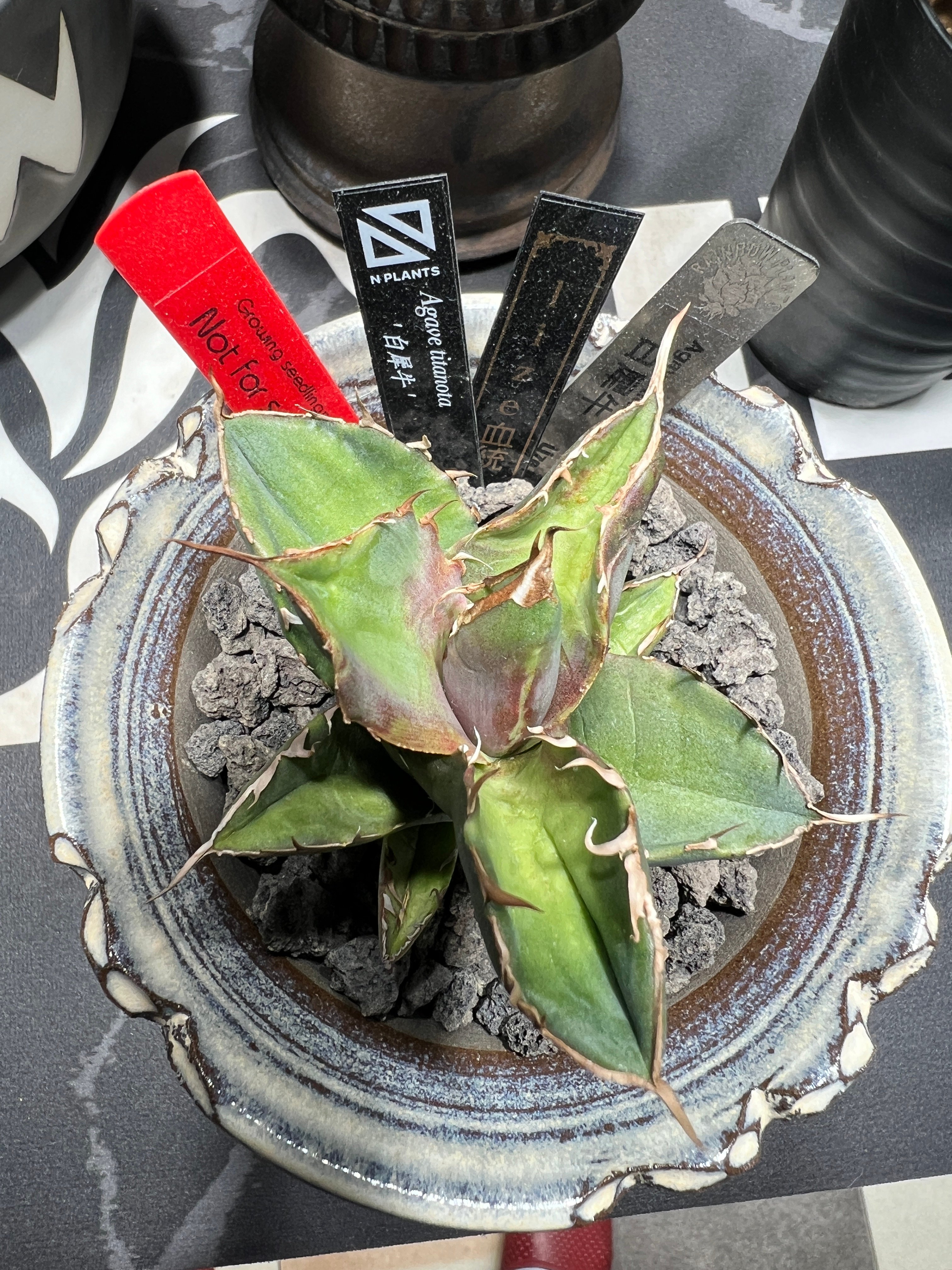 OUTLET小株】 アガベ チタノタ 白犀牛 N PLANTS産(lize血統株) | RA