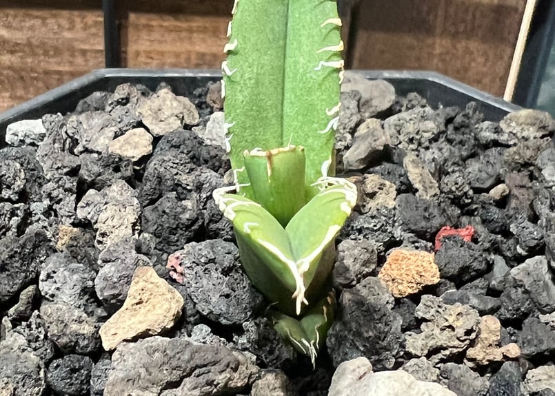 アガベ チタノタ CJ special OC 子株2 子株】 アガベ チタノタ CJ special【ブツブツタイプ