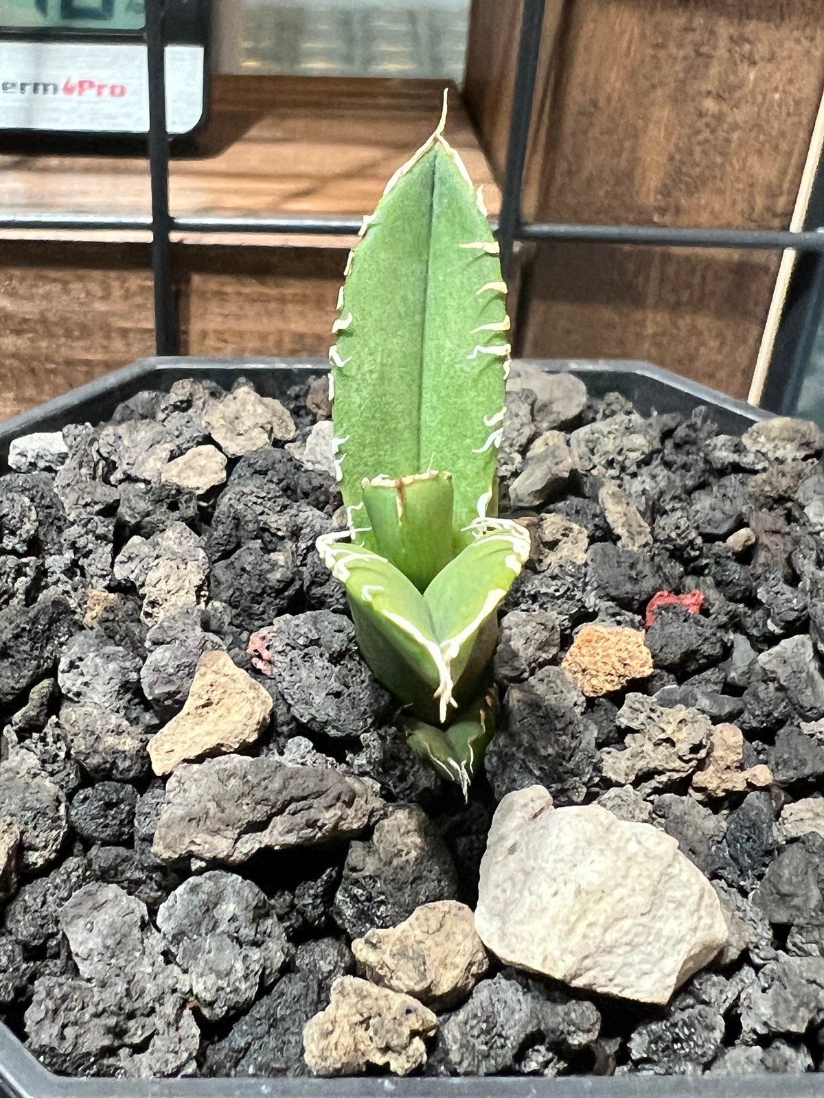 子株】 アガベ チタノタ CJ special【ブツブツタイプ】 | RAINBOW PLANTS