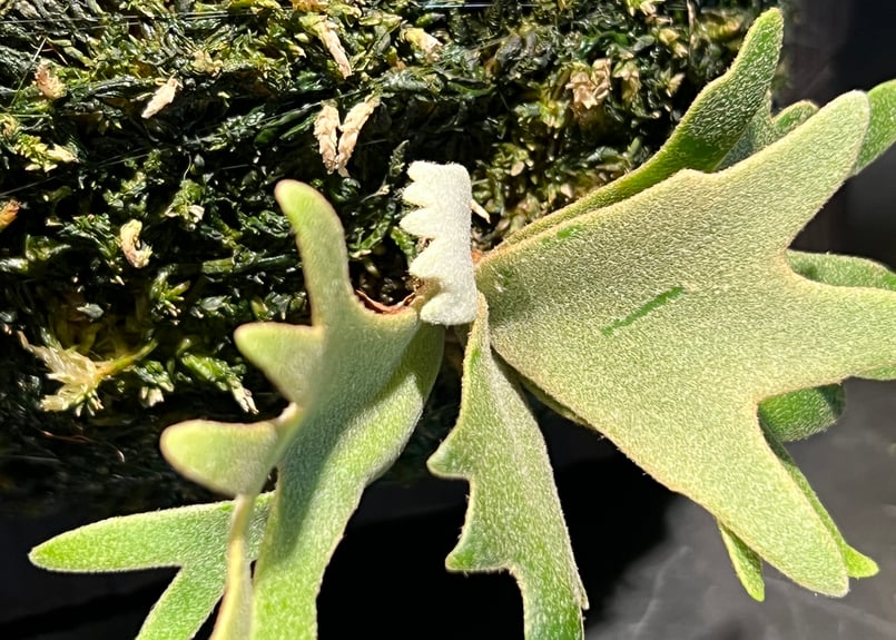 P.willinckii OMG spore | RAINBOW PLANTS P.willinckii OMG spore | RAINBOW PLANTS