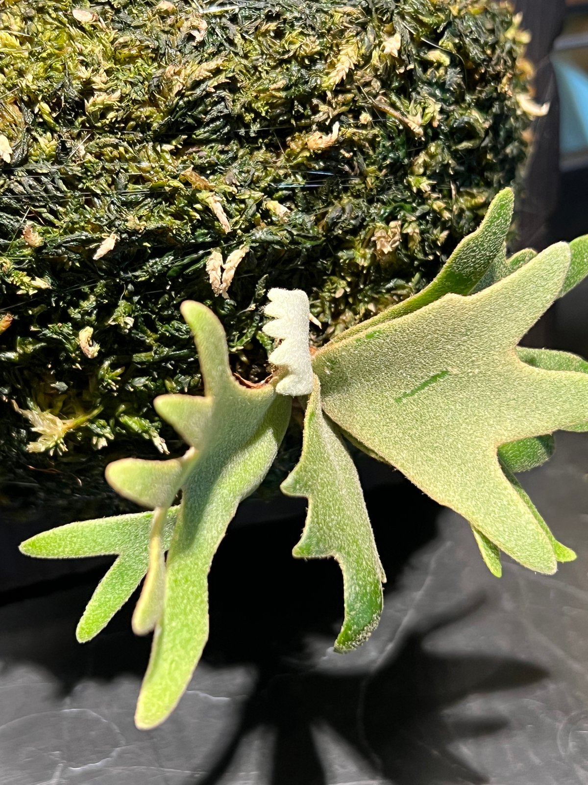 P.willinckii OMG spore | RAINBOW PLANTS P.willinckii OMG spore | RAINBOW PLANTS