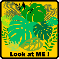 【プランツコースター】Look at ME !【２枚目以降 10% OFF】