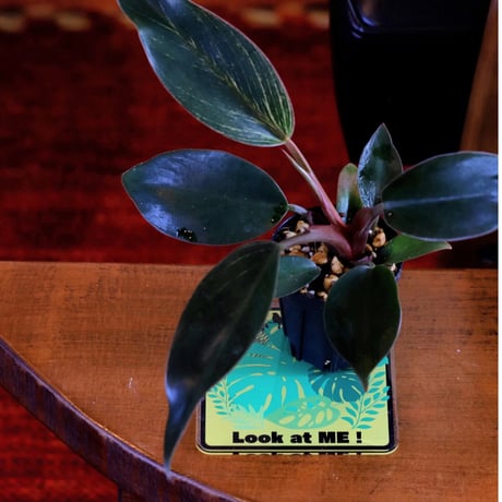 【プランツコースター】Look at ME !【２枚目以降 10% OFF】