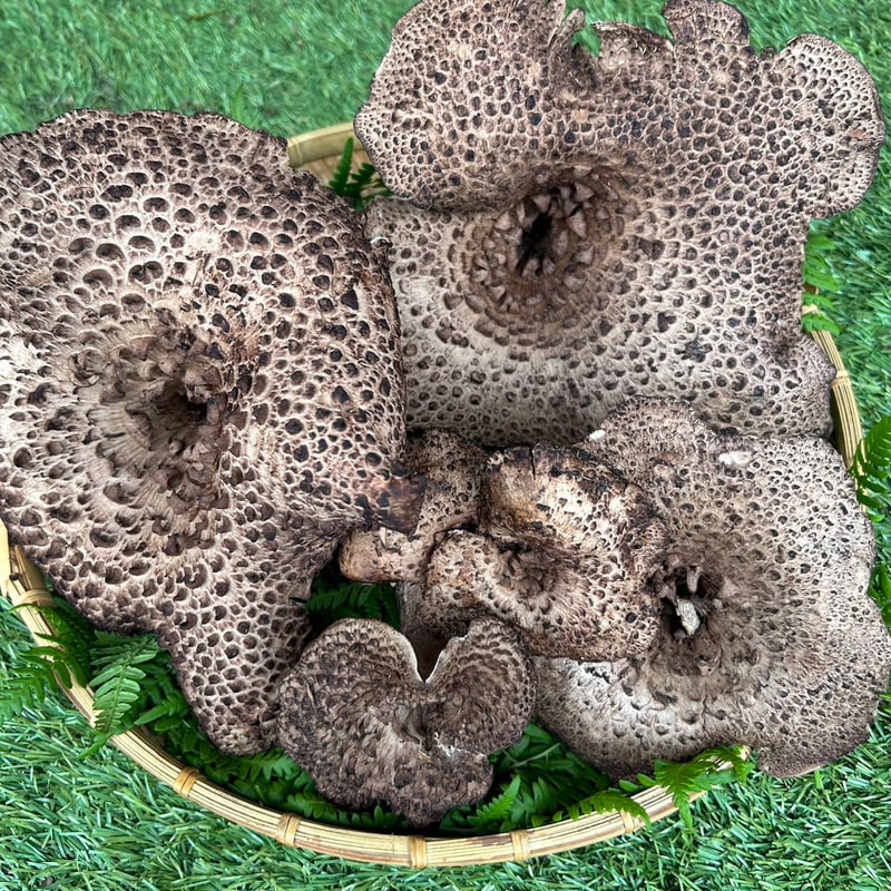 天然木の子〜LSize香茸（属名-幻茸） 【予約開始】超希少！幻と言