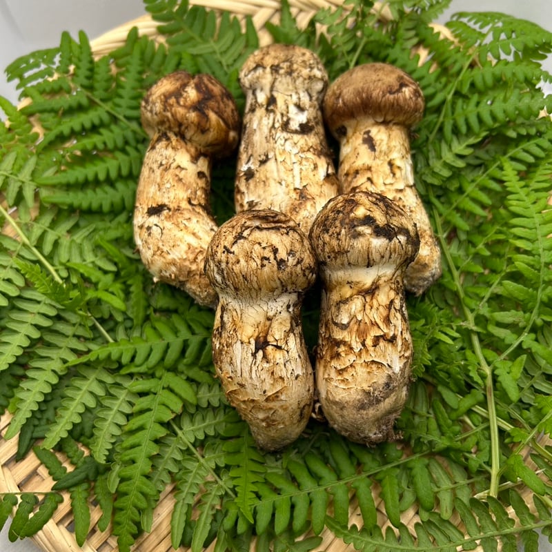 フレッシュ松茸・宝もっちり 楽天市場】 松茸（生鮮）7〜11月 : 四季の広場 楽天市場店