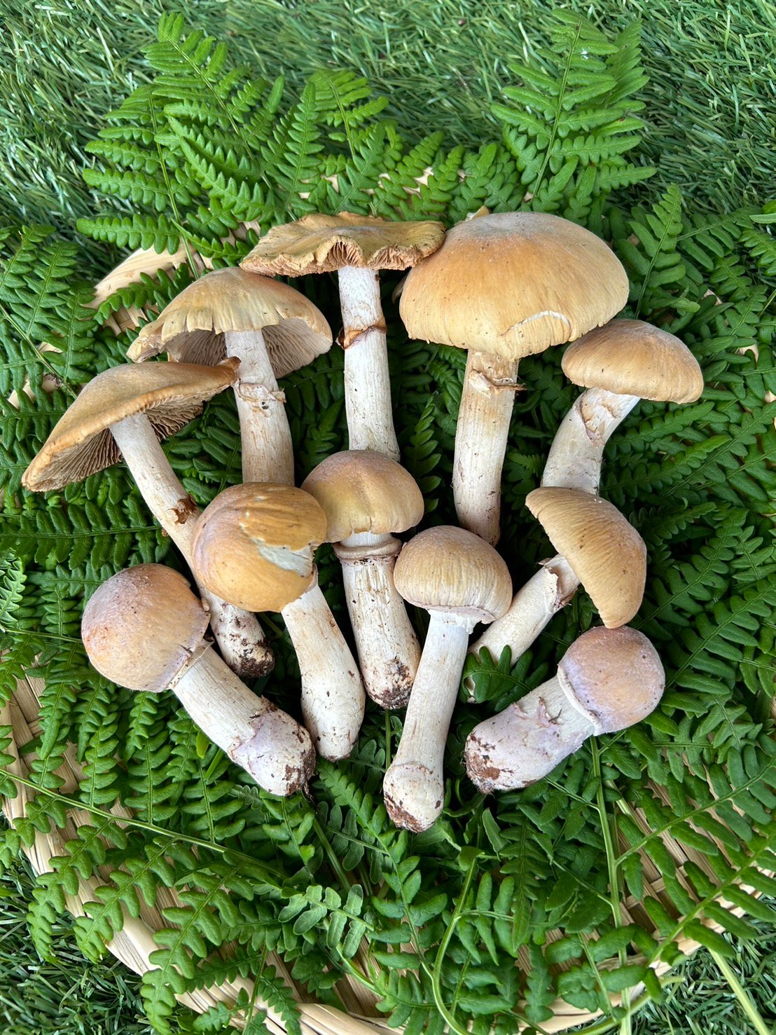 ショウゲンジ500g | 土沢や～きのこやおいよ～ 