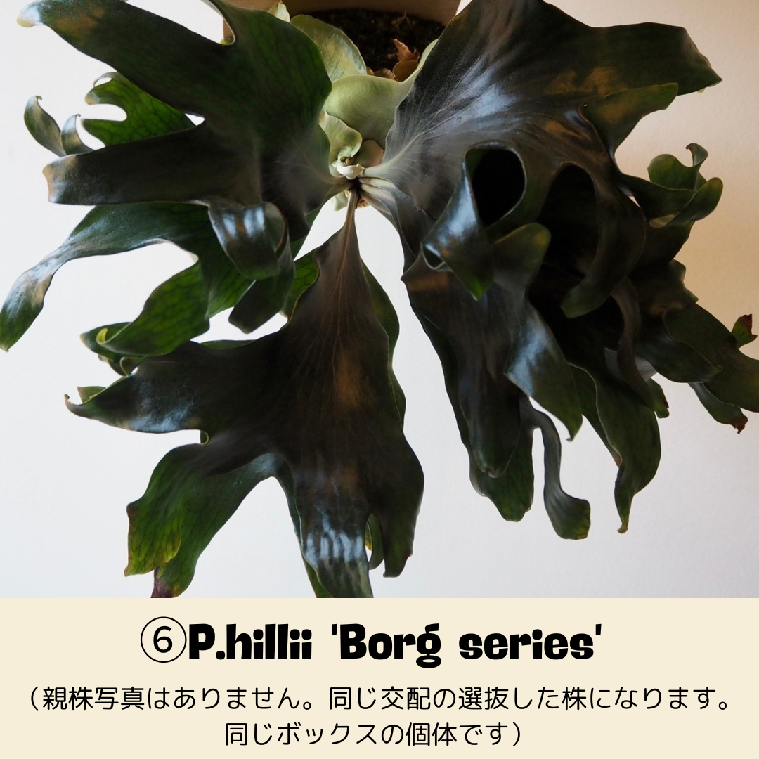 BPさん直送】ビカクシダ 3号鉢 | 花森家-2号店- BPさん直送】ビカクシダ 3号鉢 | 花森家-2号店-