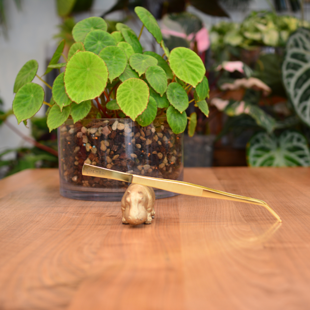 外山刃物】x【花森家】ゴールドピンセット | 花森家-2号店-