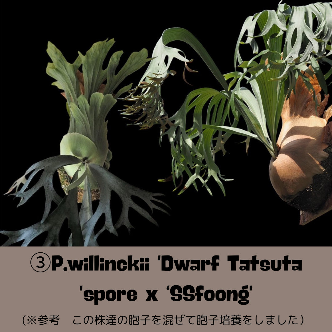 BPさん直送】ビカクシダ 3号鉢 | 花森家-2号店- BPさん直送】ビカクシダ 3号鉢 | 花森家-2号店-