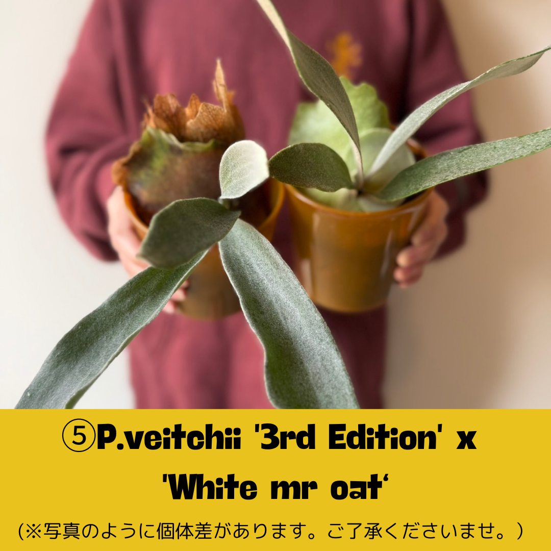 BPさん直送】ビカクシダ 3号鉢 | 花森家-2号店- BPさん直送】ビカクシダ 3号鉢 | 花森家-2号店-
