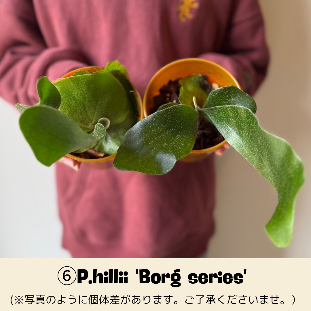 BPさん直送】ビカクシダ 3号鉢 | 花森家-2号店- BPさん直送】ビカクシダ 3号鉢 | 花森家-2号店-