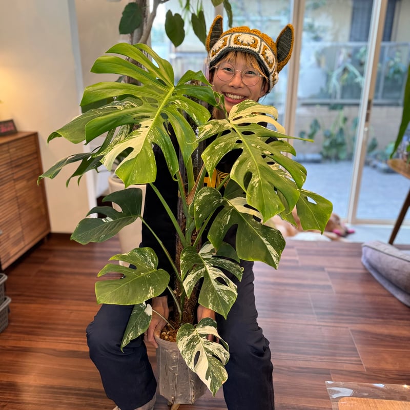 ねこ型登り棒 L/長さ 100cm 2本セット | 花森家-2号店-