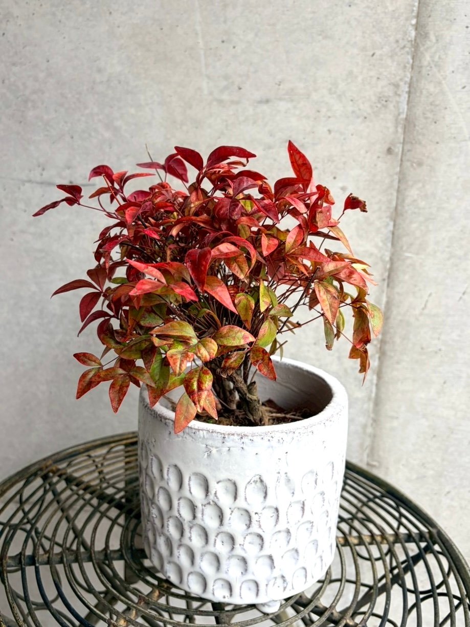 Ordinary店舗購入専用ページ】鉢付きオタフクナンテン | studio FRAGILE