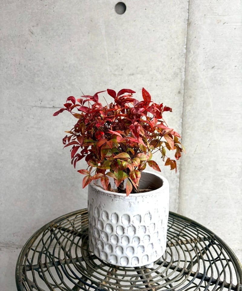 Ordinary店舗購入専用ページ】鉢付きオタフクナンテン | studio FRAGILE