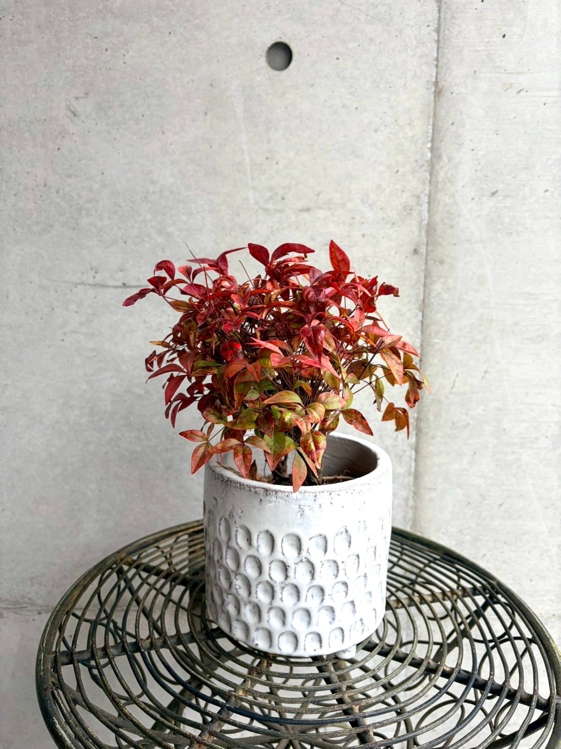 ‬*☆様 【O’s PLANTS】藤色天女【札付き】群生 Ordinary店舗購入専用ページ】鉢付きオタフクナンテン | studio FRAGILE