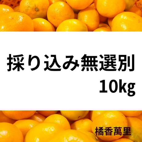 みかんの木 ♪週末セール✮様 カンキツ詰合せ - 果樹園みかんの木