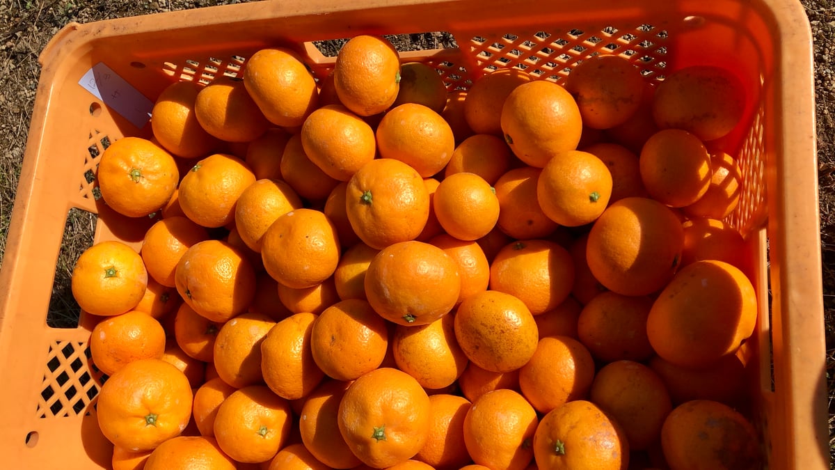 極早生・早生・中生みかん赤秀 橘香萬里 | 昇果園