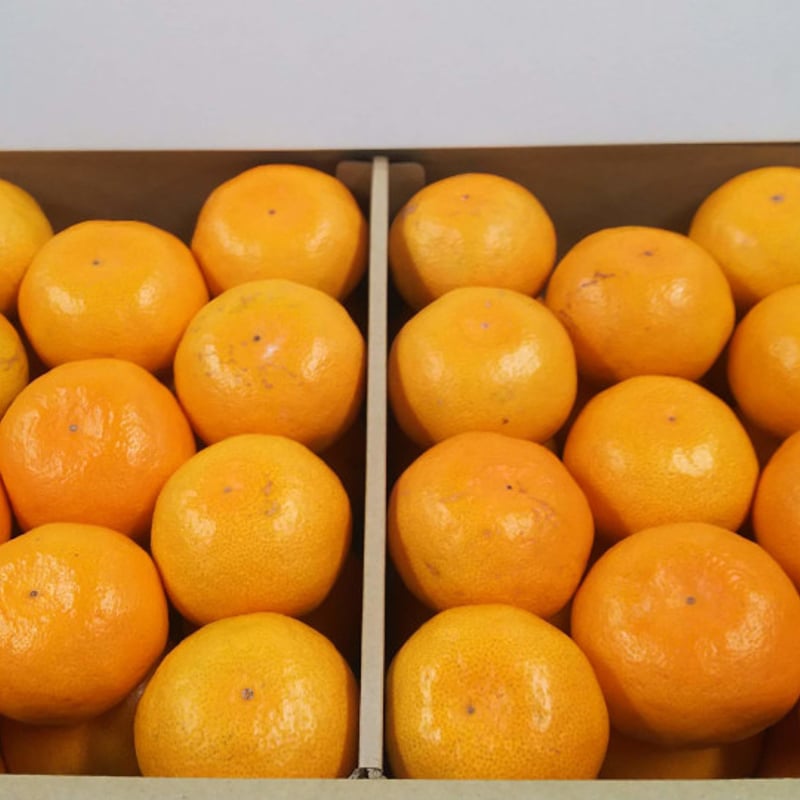 極早生・早生・中生みかん赤秀 橘香萬里 | 昇果園