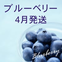 ブルーベリー レギュラー200g　4月発送分