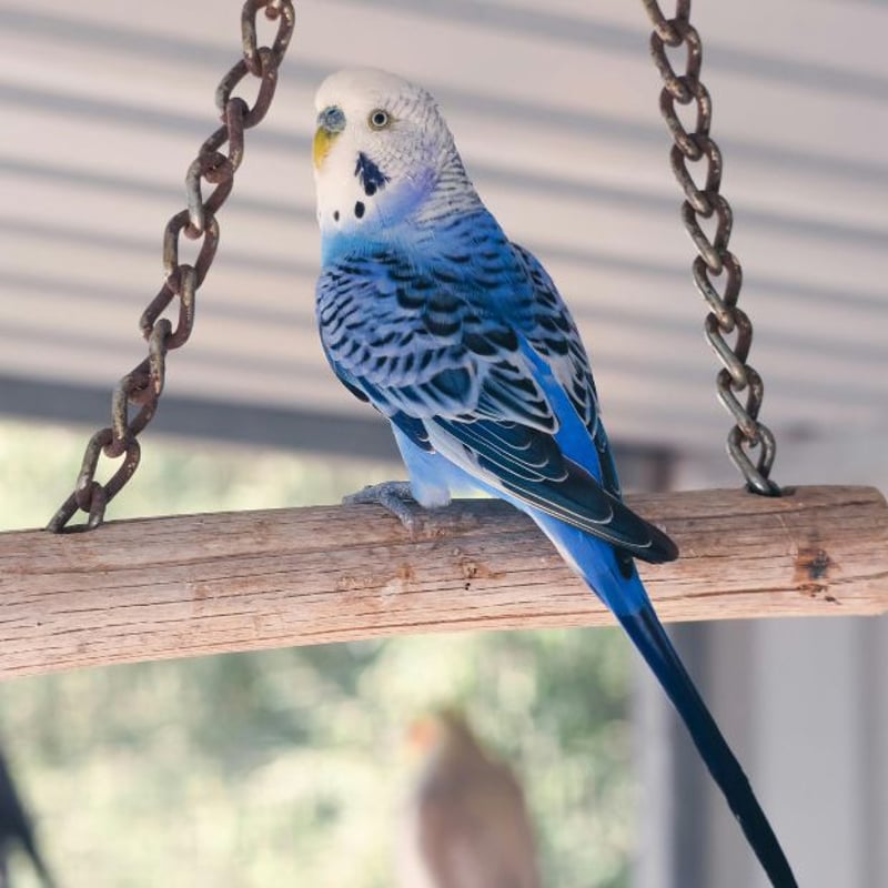 セキセイインコ（羊毛フェルト） N94 | miamiao