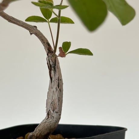 コミフォラ　オルビクラリス 発根済 コミフォラ オルビクラリス SN-19 × S.N.Pot 