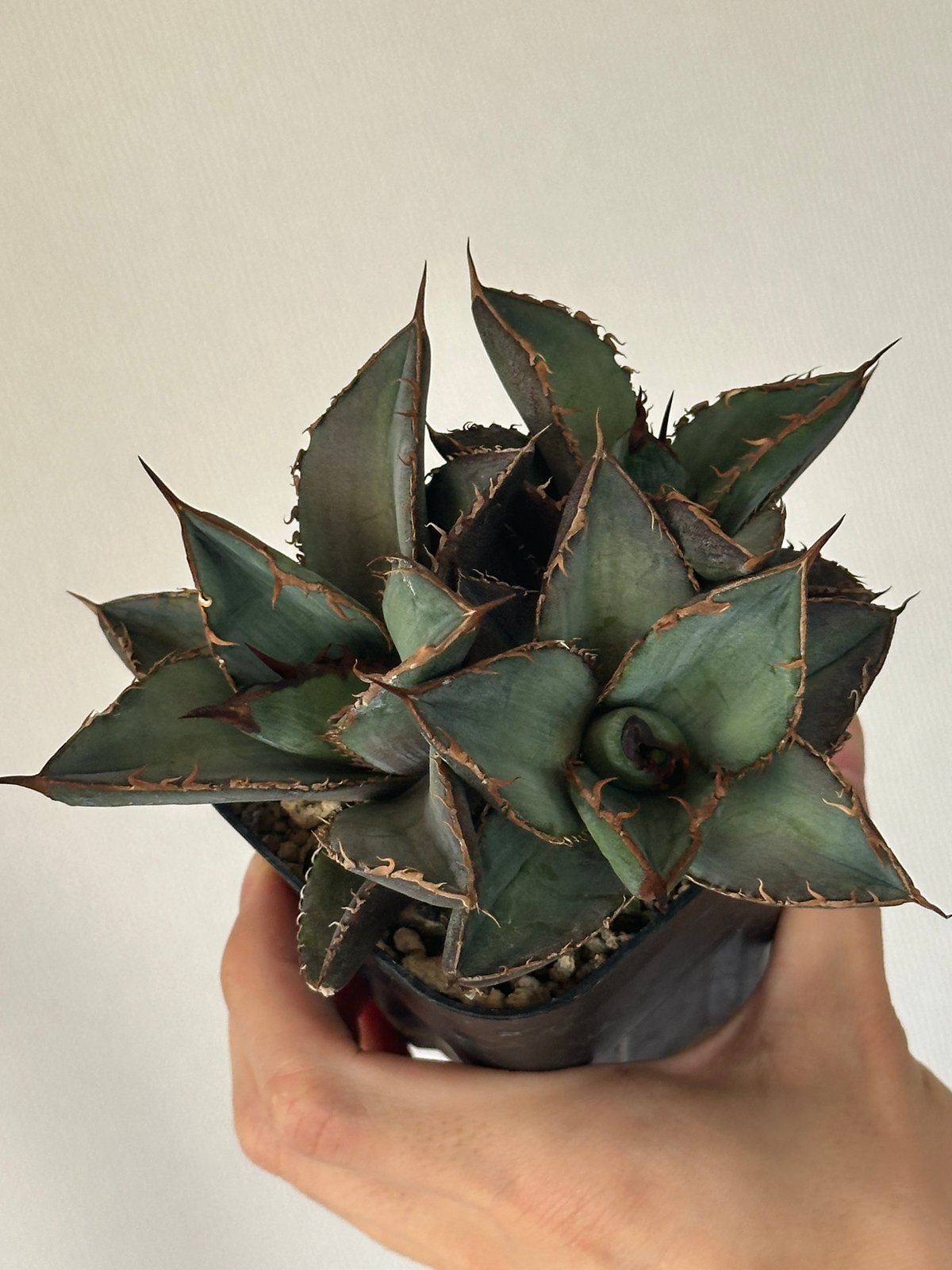 アガベ　チタノタ　オアハカ Agave titanota Oaxaca triple haeds アガベ チタノタ オアハ