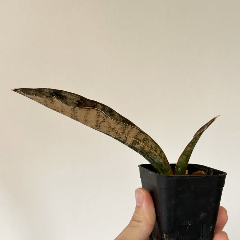 Sansevieria Kirkii var. coppertone サンスベリア キルキー