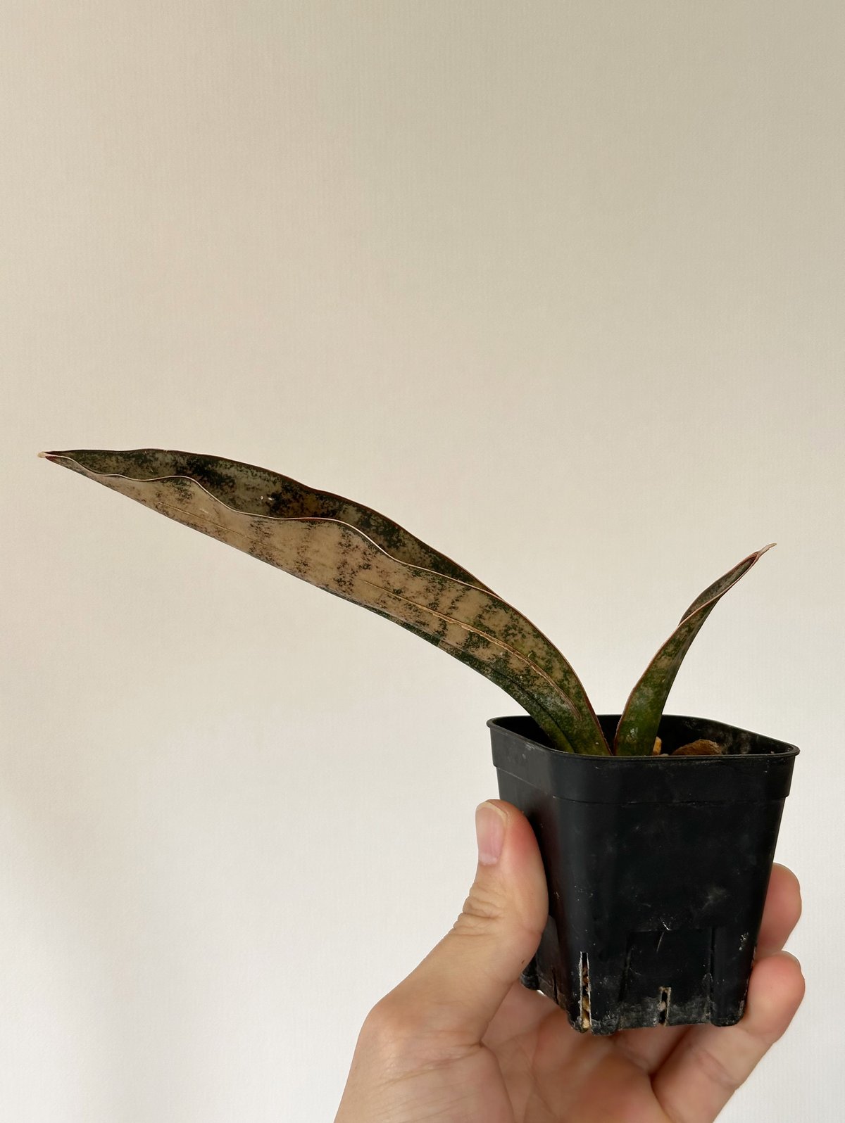 Sansevieria Kirkii var. coppertone サンスベリア キルキー