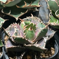 アガベ チタノタ 悪魔くん/スーパーチタノタ/bakemono（発根済TC苗