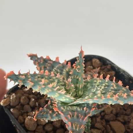 aloe | STORES