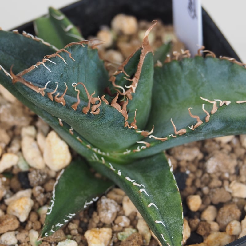 ニーチェ　アガベ　チタノタFO-076 ・スーパーチタノタ悪魔くん　SET ニーチェ様専用 アガベ チタノタFO-076 ・スーパーチタノタ悪魔