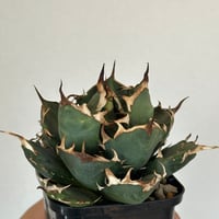 アガベ チタノタ 悪魔くん/スーパーチタノタ/bakemono（発根済TC苗