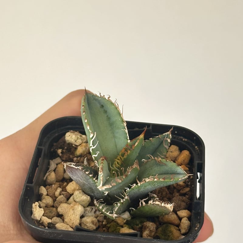 Agave titanota Kinsen アガベ チタノタ 金蟾 | kusamaru