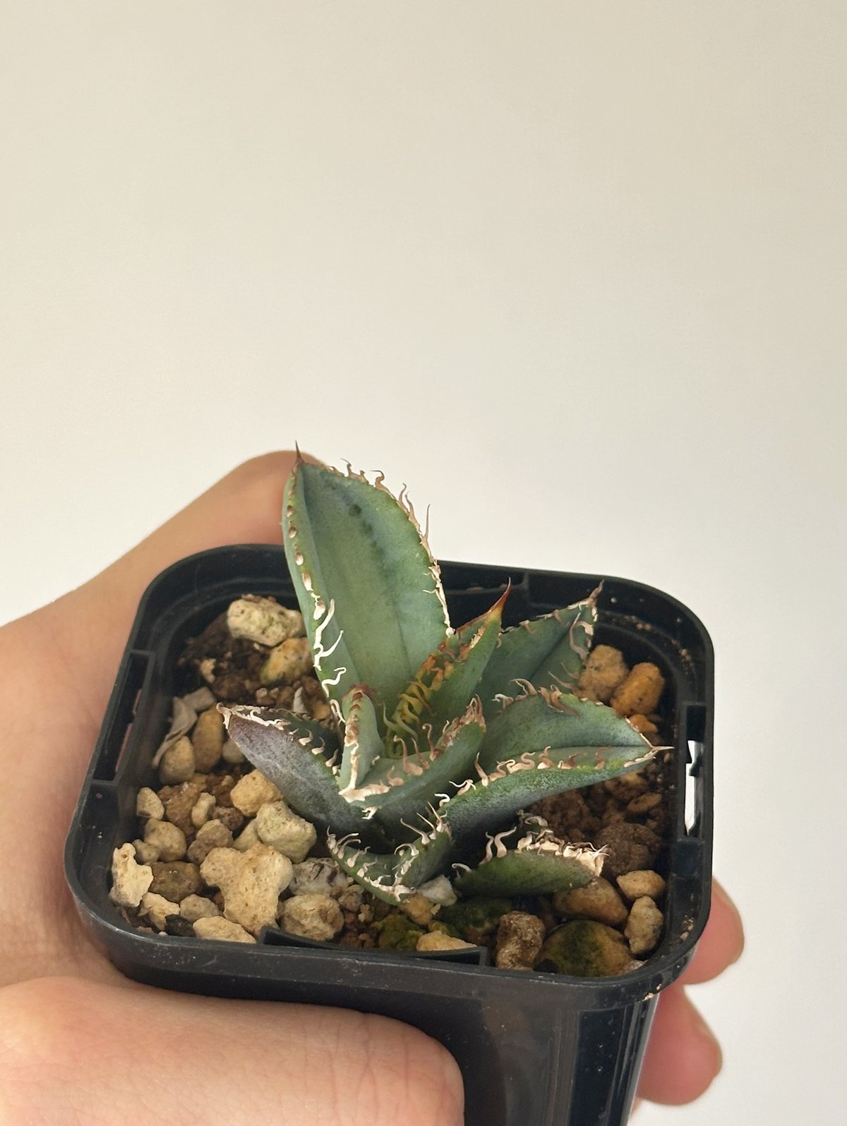 Agave titanota Kinsen アガベ チタノタ 金蟾 | kusamaru