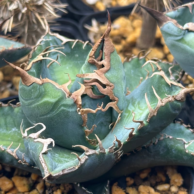 アガベ　スーパーチタノタ　CACTUS GREEN産の子株 CACTUS GREEN super titanota 子株