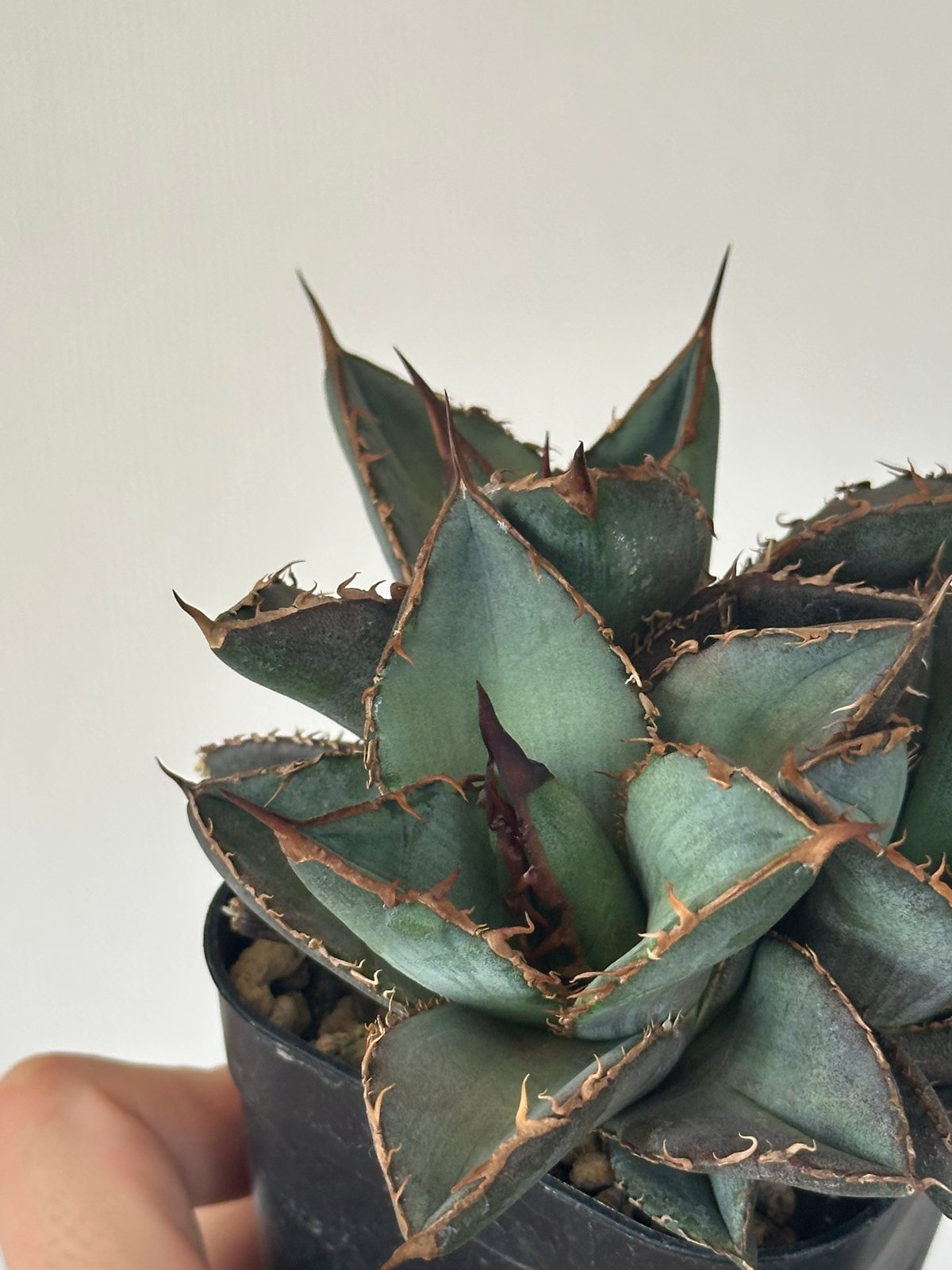 Agave titanota Oaxaca triple haeds アガベ チタノタ オアハ