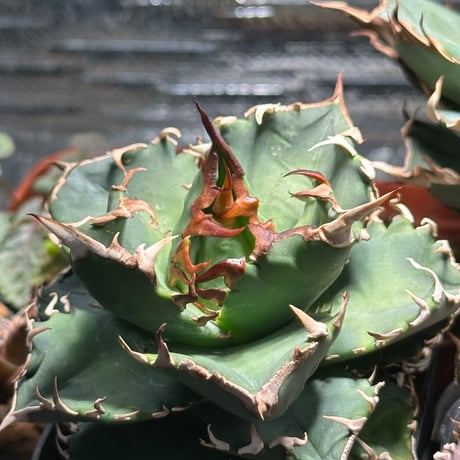 アガベ チタノタ バラクーダ アガベ チタノタ 