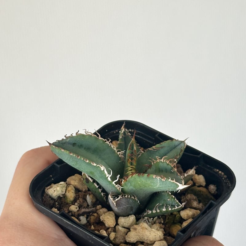 金蟾　親株　アガベ アガベ チタノタ 金蟾（キンセン）/ ks-01 | アガベ専門店 モンスター