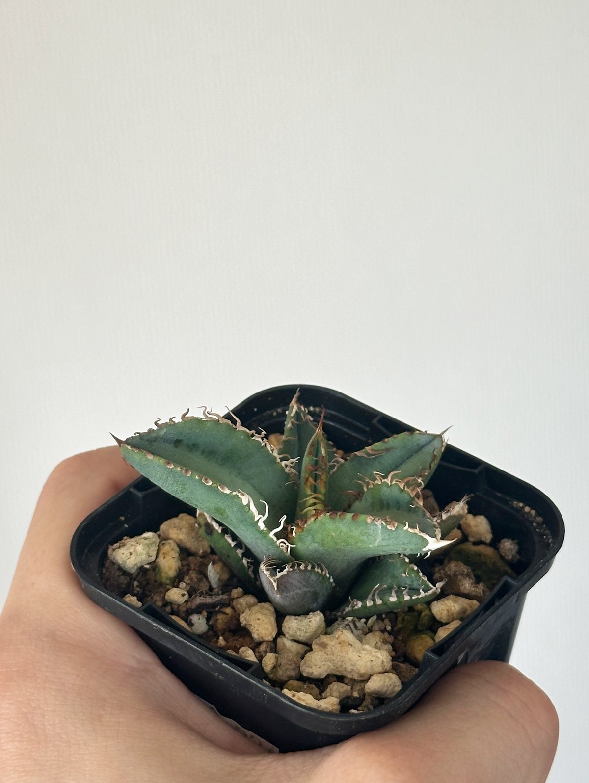 Agave titanota Kinsen アガベ チタノタ 金蟾 | kusamaru