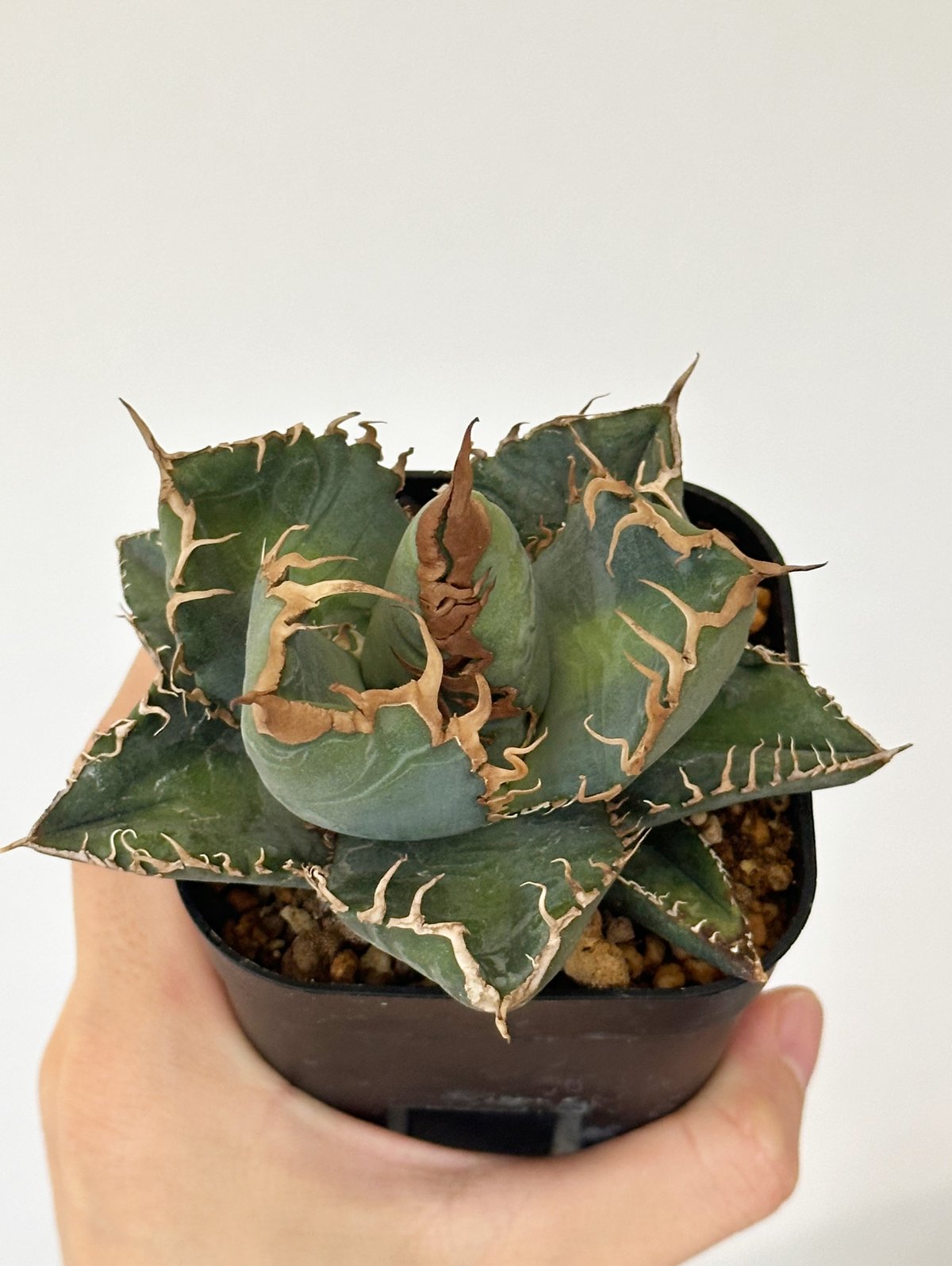 アガベ チタノタ 悪魔くん スーパーチタノタ BAKEMONO