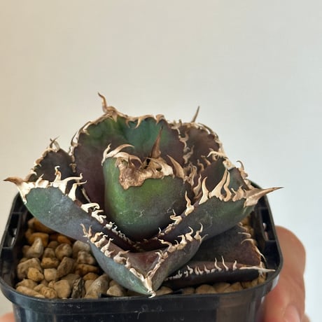 アガベ　金剛　多肉植物 🌿 Agave titanota '金剛' 📌【育成記録】画像を👈左にスワイプ