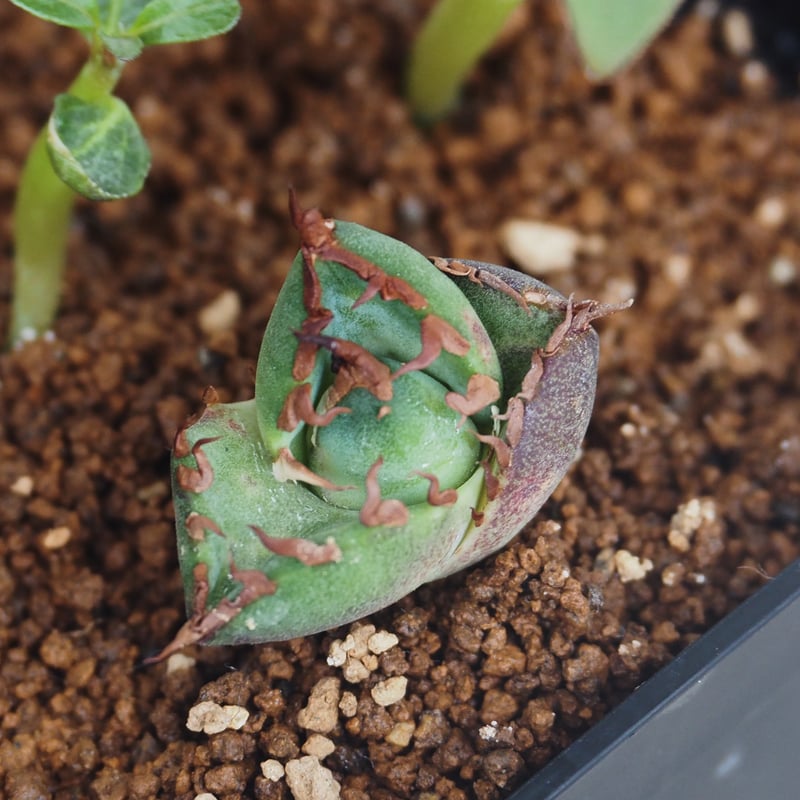 ハデス 恐竜牙歯 子株 コンパクト血統