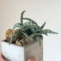 CACTAS GREEN アガベ スーパーチタノタ BAKEMONO 悪魔くん Amazon.co