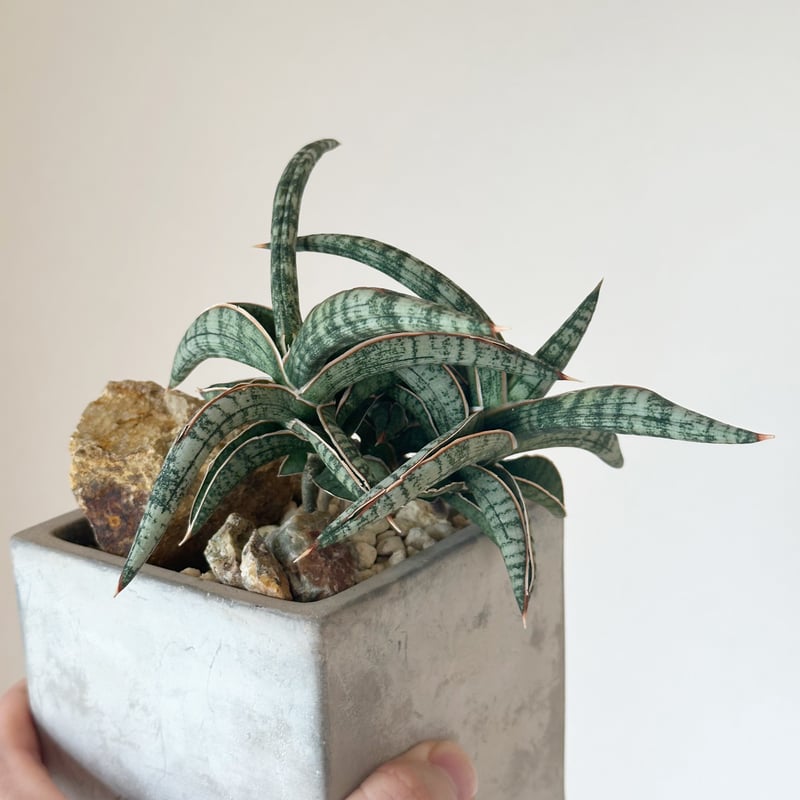 Sansevieria 'Bella' サンセベリア ベラ3頭 | kusamaru