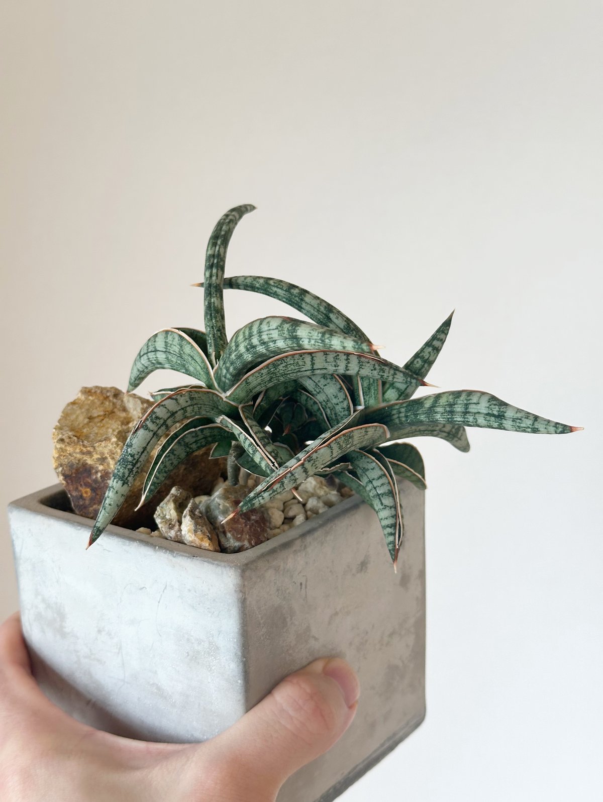 サンセベリア　Calypso サンスベリア　Sansevieria サンセベリア Calypso サンスベリア Sansevieria Sansevieria Blue